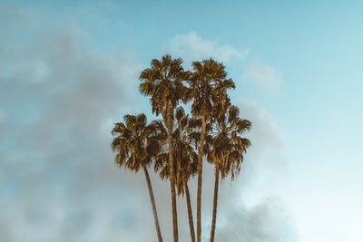 椰树在白天多云的天空下

